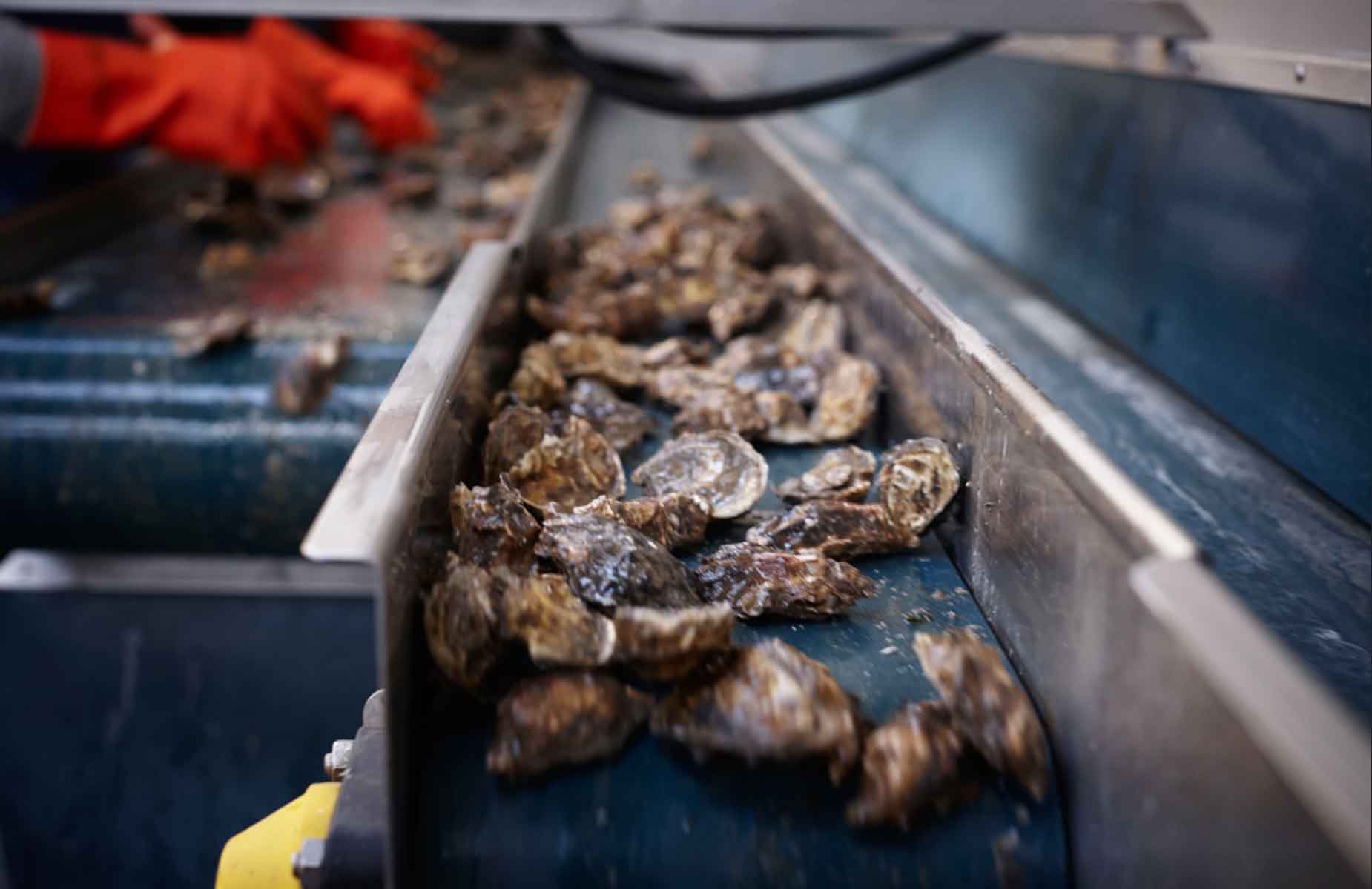 moyasta oysters